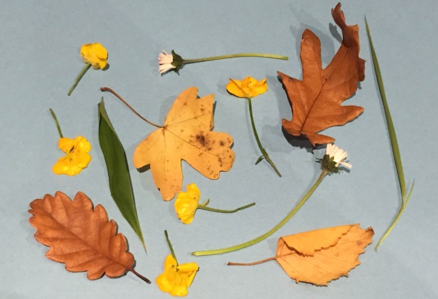 A photograph of the leaves and flowers collected by Emma's boys. Laid out on paper before they were pressed.