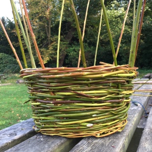 A photograph of the basket with handle rod inserted. The spokes now need to be weaved in.