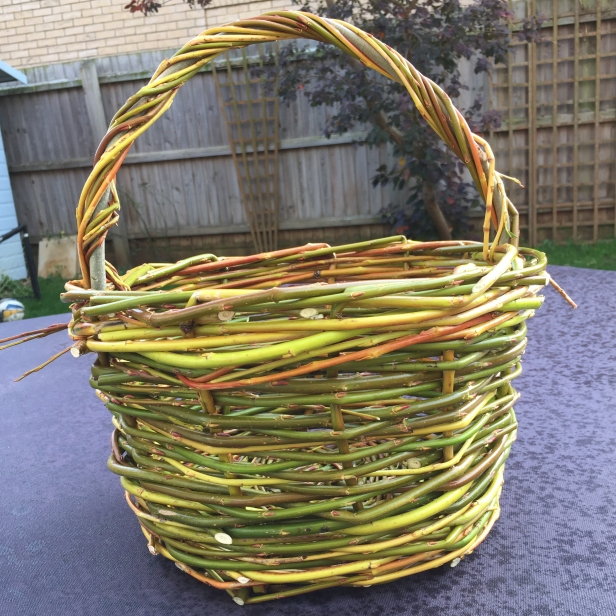 A photograph of Emma's basket back home. All that's left to do is the final bit of handle weaving.